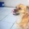 coyotin