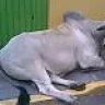 renalo