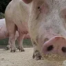 marranocochino