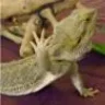 cacarucho