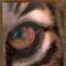 PATRICK_TIGRE