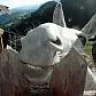Jasinto