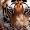 TIGRE_112
