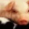 pigzel