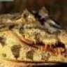 cocodrilo