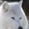 lobo99