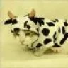 gatodark
