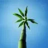 ChrisOnasis