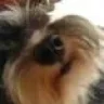 Mowi