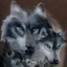 Gray Wolf