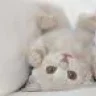 chico86