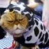Maurice The Cat