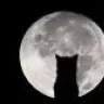 nekomaw