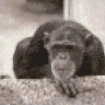 elpeludo01