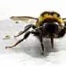 BumbleBee71