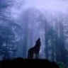 lobo090