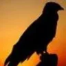 Black Wings