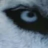 ehdz_lonewolf15