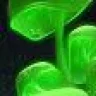 Champee