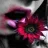 ______Camila______
