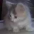 kittycamila