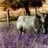 balaam73
