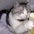 gato ferman