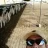 Cowbron