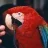 guacamaya