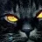 gato1971
