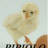 pipiolo6666