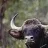 gaur