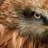 hawkcell