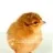 pollito002