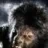 SABREWOLF