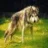 GREY WOLF