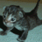 sweetcat