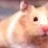 hamster2536