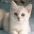 gatito1978