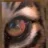 PATRICK_TIGRE