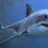GreatWhite