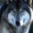 lycan