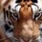 TIGRE_112