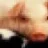 pigzel