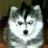 askany_son