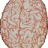 usmar