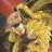 GOKU EN FASE 3