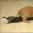 Gatito_Aca
