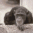 elpeludo01