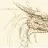 draconalen